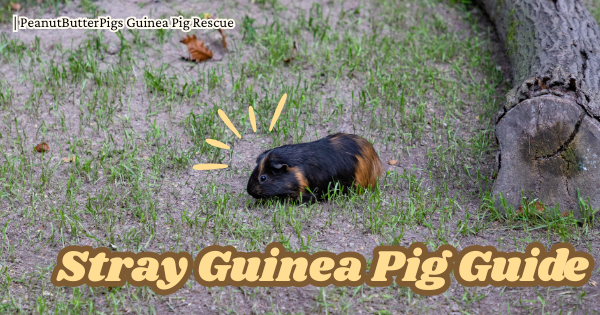 I found a guinea pig! What do I do? A Complete Guide to Stray & Abandoned Guinea Pigs