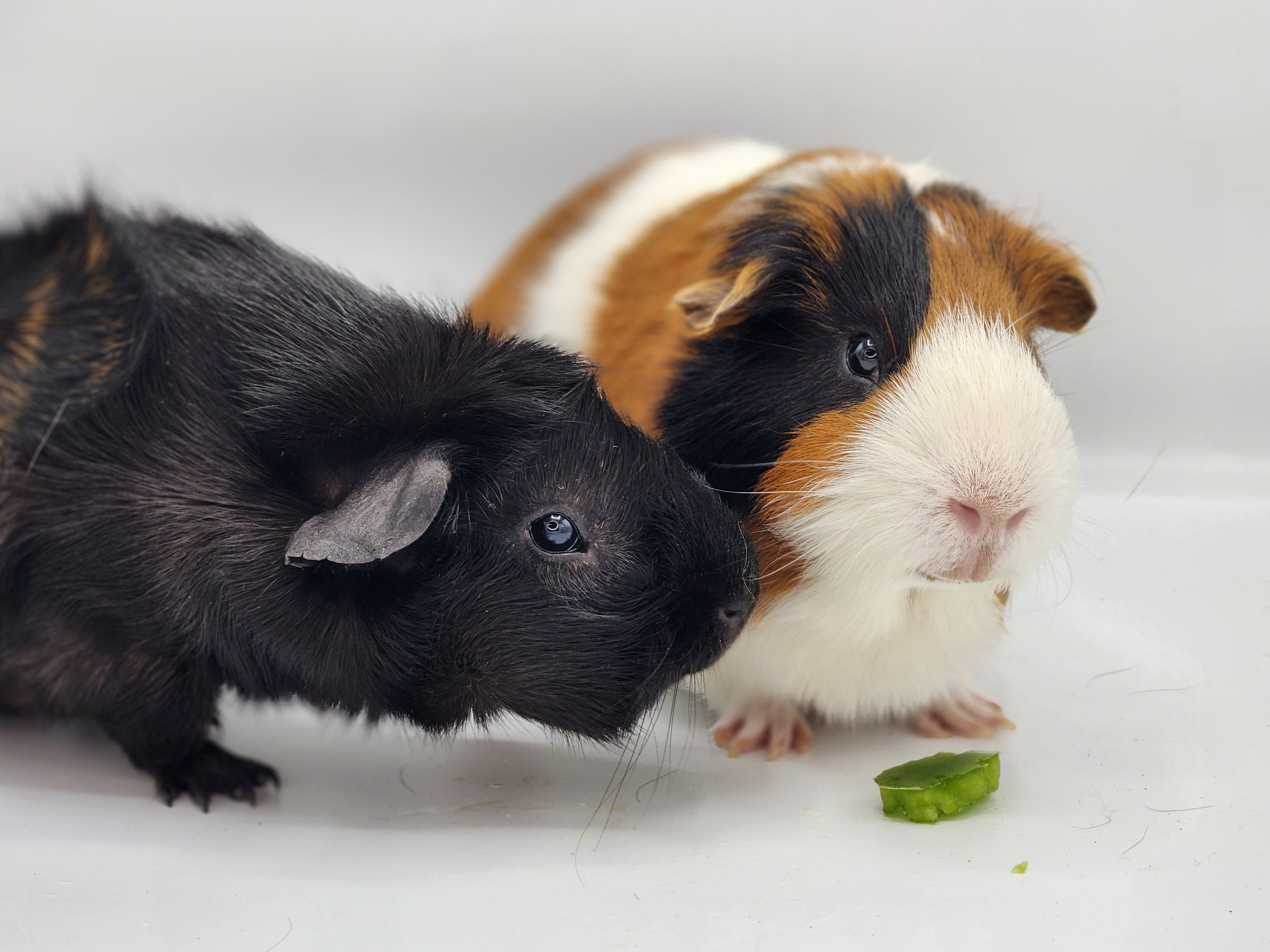 Teddy Bruce – PeanutButterPigs Guinea Pig Rescue - Main Image
