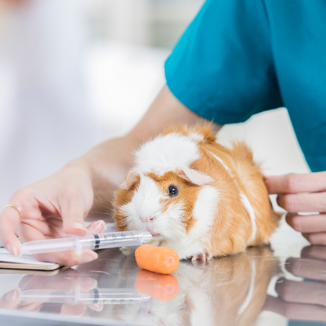Sponsor a Vet Visit!