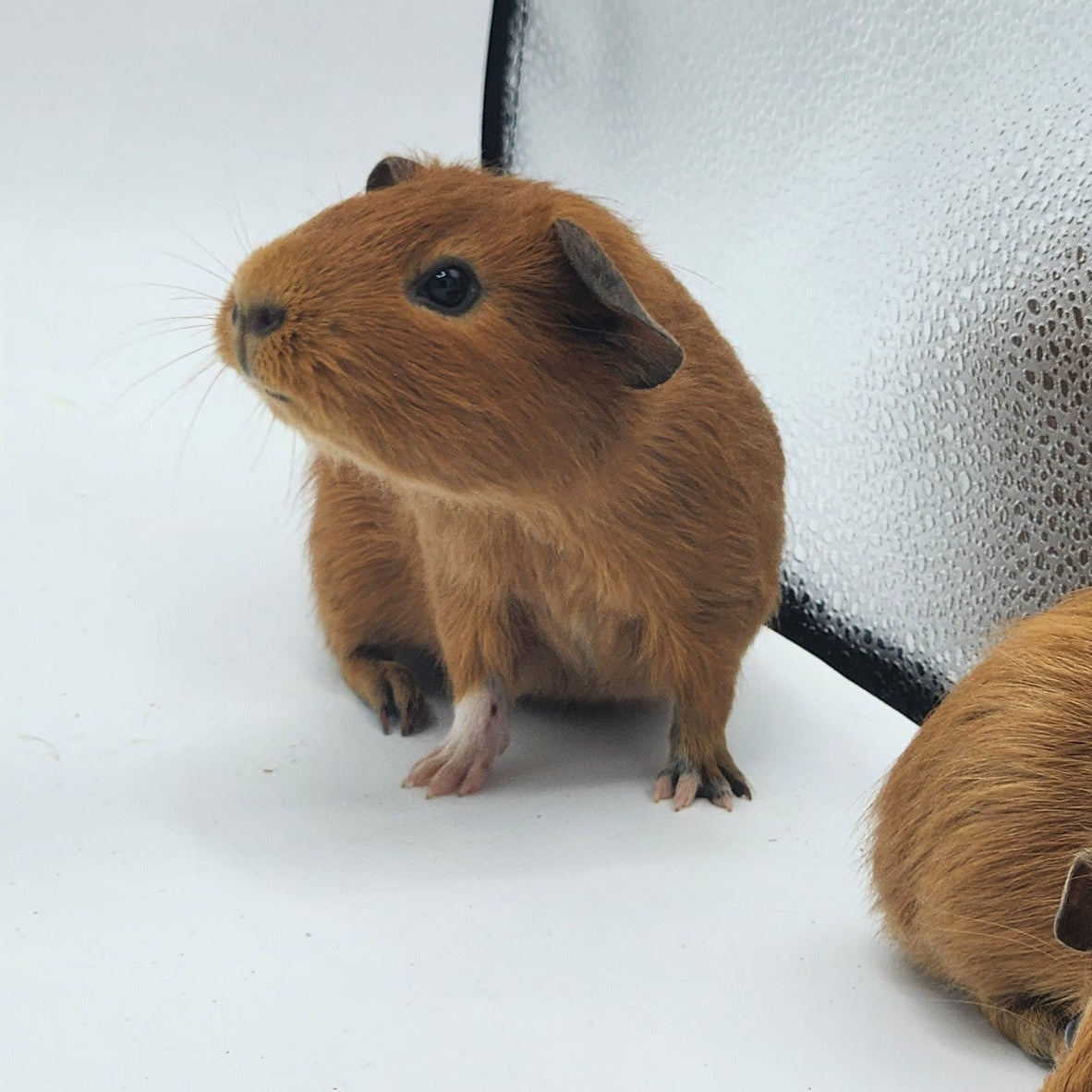 Marmalade