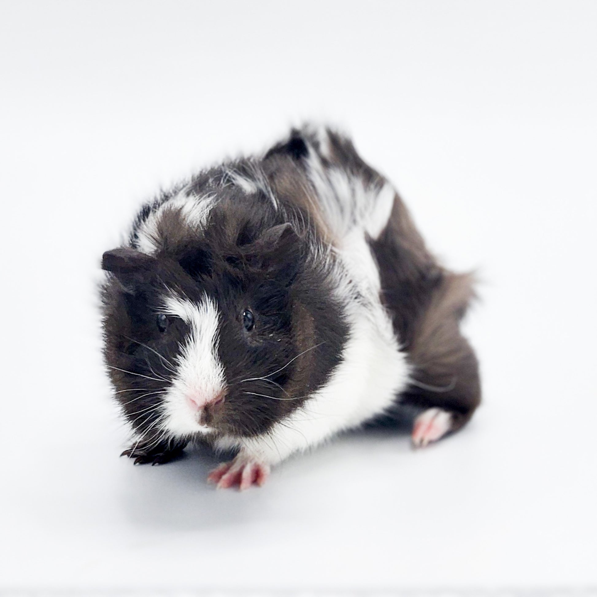 Animal Welfare Grey Abyssinian Guinea Pig Peruvian Guinea
