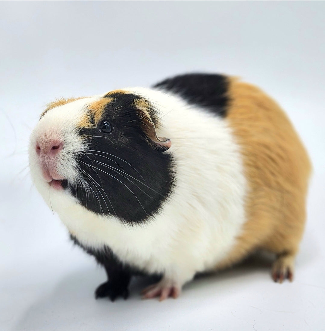 Dave the Magical Cheese Wizard the 2nd – PeanutButterPigs Guinea Pig Rescue