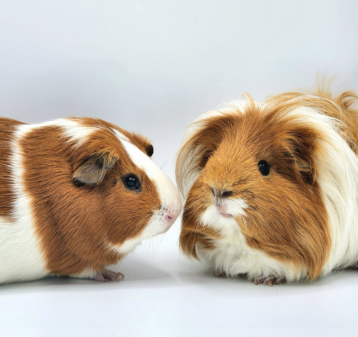 Pet Adoption Guinea Pig Rescue Centers Near Me Animal